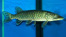 mgr. Veronika Lovaštiková